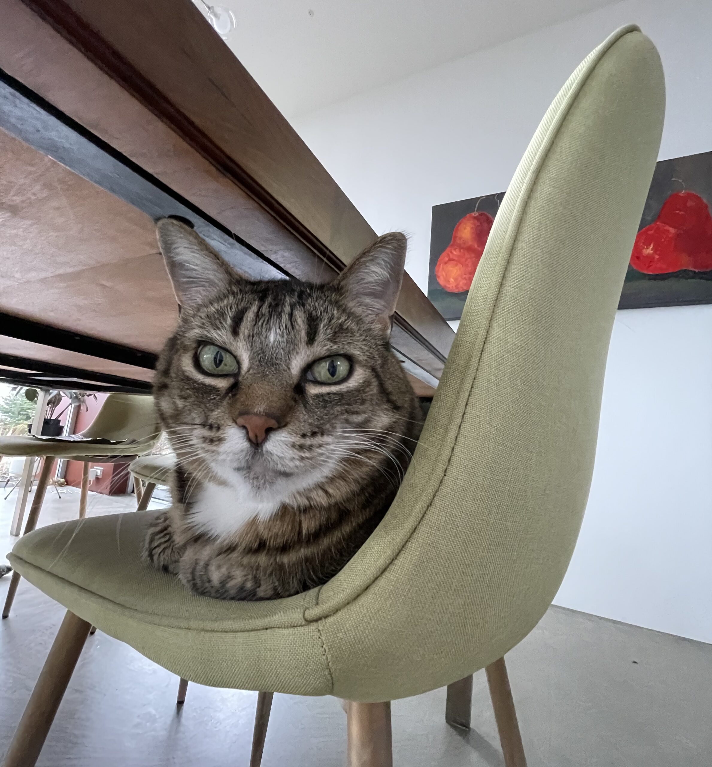 Our cat Henry sitting on a chair